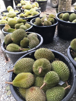 Durian Delivery - durian in Johor Bahru
