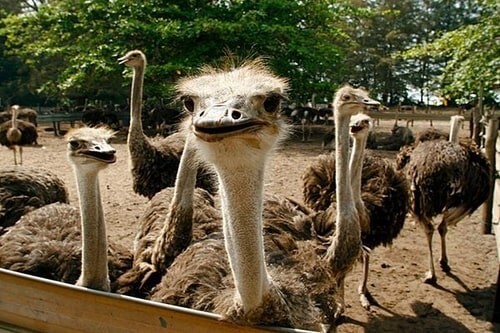 Ostrich Things to do in Desaru