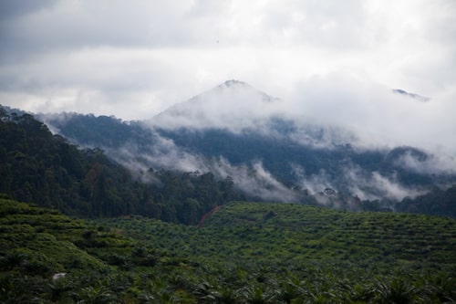 Gunung Belumut hiking