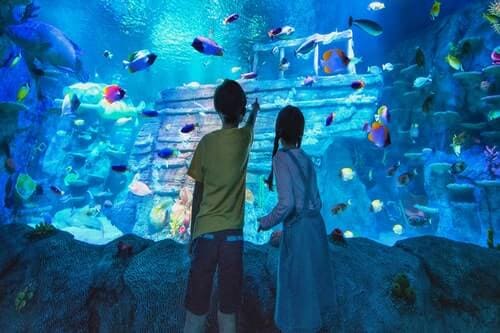 The reason why you should explore sea creatures of Sealife Johor