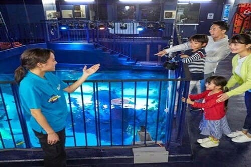 The reason why you should explore sea creatures of Sealife Johor