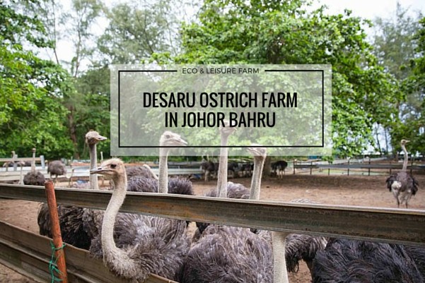 desaru ostrich farm