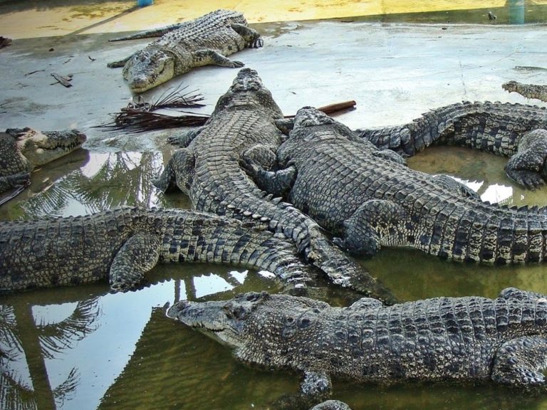 teluk sengat crocodile farm