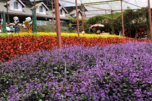 cameron highland - private taxi