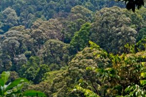 Unclogged forest in gunung pulai johor