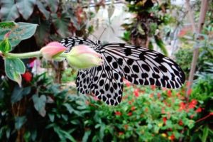 Cameron Highland butterfly farm
